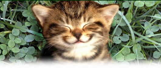 smiling_cat3