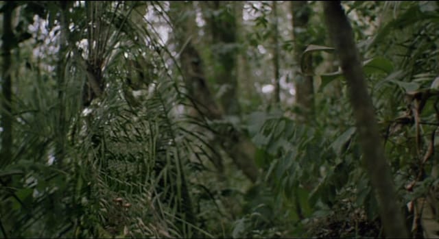 predator camo