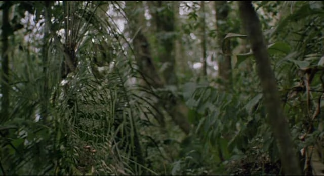 predator camo