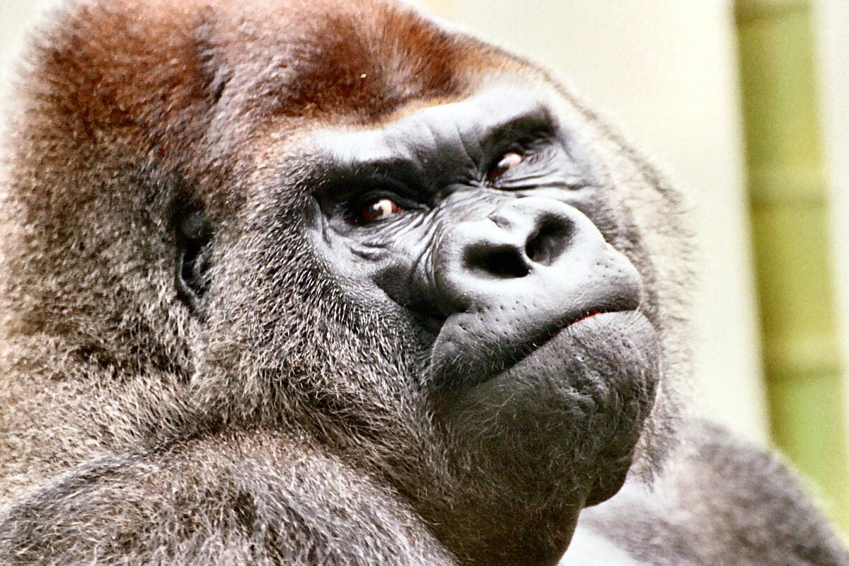 gorilla