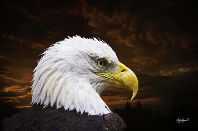 chris-hayes-bald-eagle