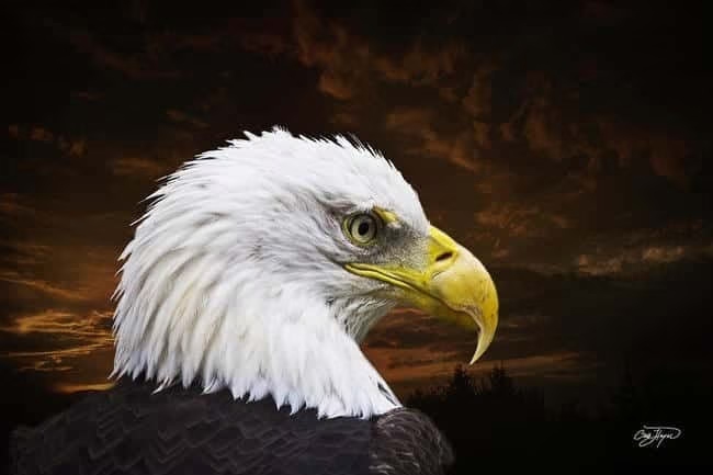 chris-hayes-bald-eagle