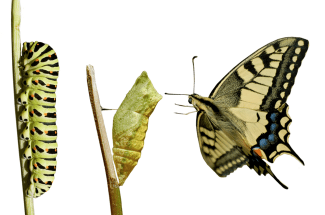 transform