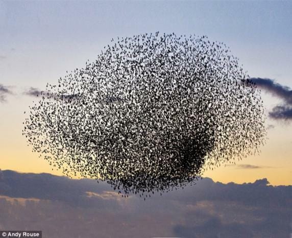 insect-drones