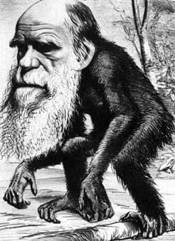 darwin-ape