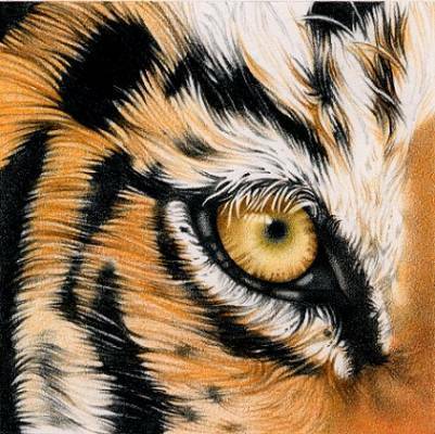 tigerteam1