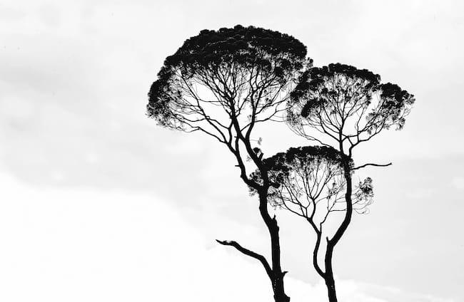 dark trees