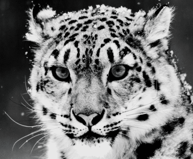 tiger-e1454761513661