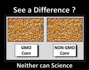 gmo-foods