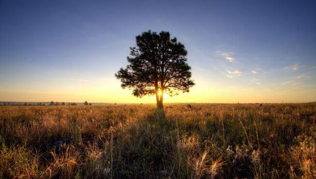 purpose-tree