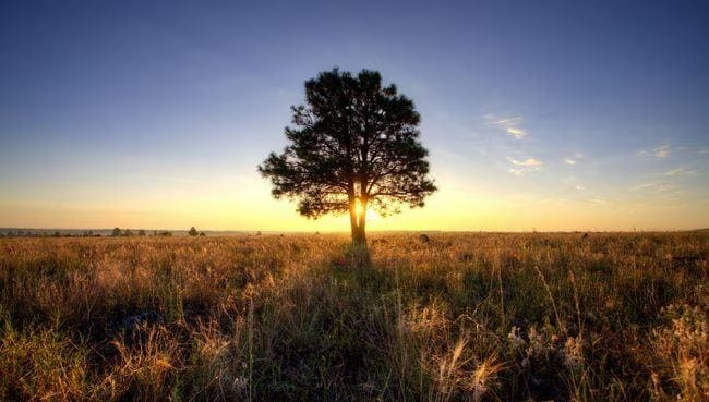 purpose-tree