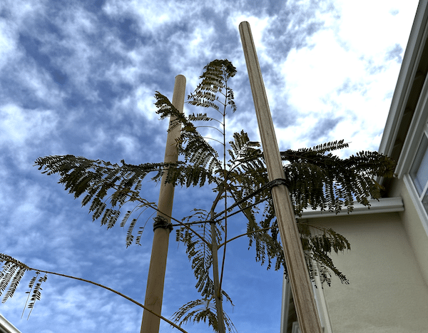 yellow-jacaranda