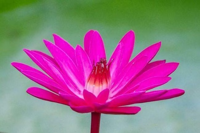 waterlily-3923988__480