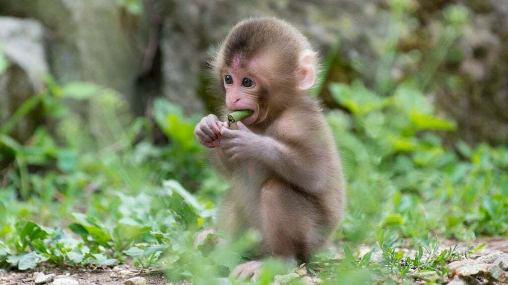baby monkey